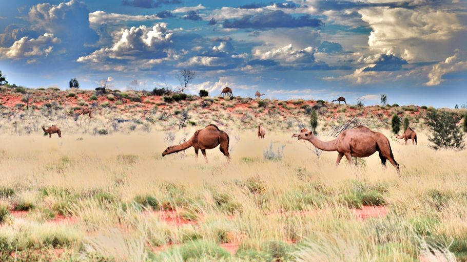 Camels roaming the desert around Uluru