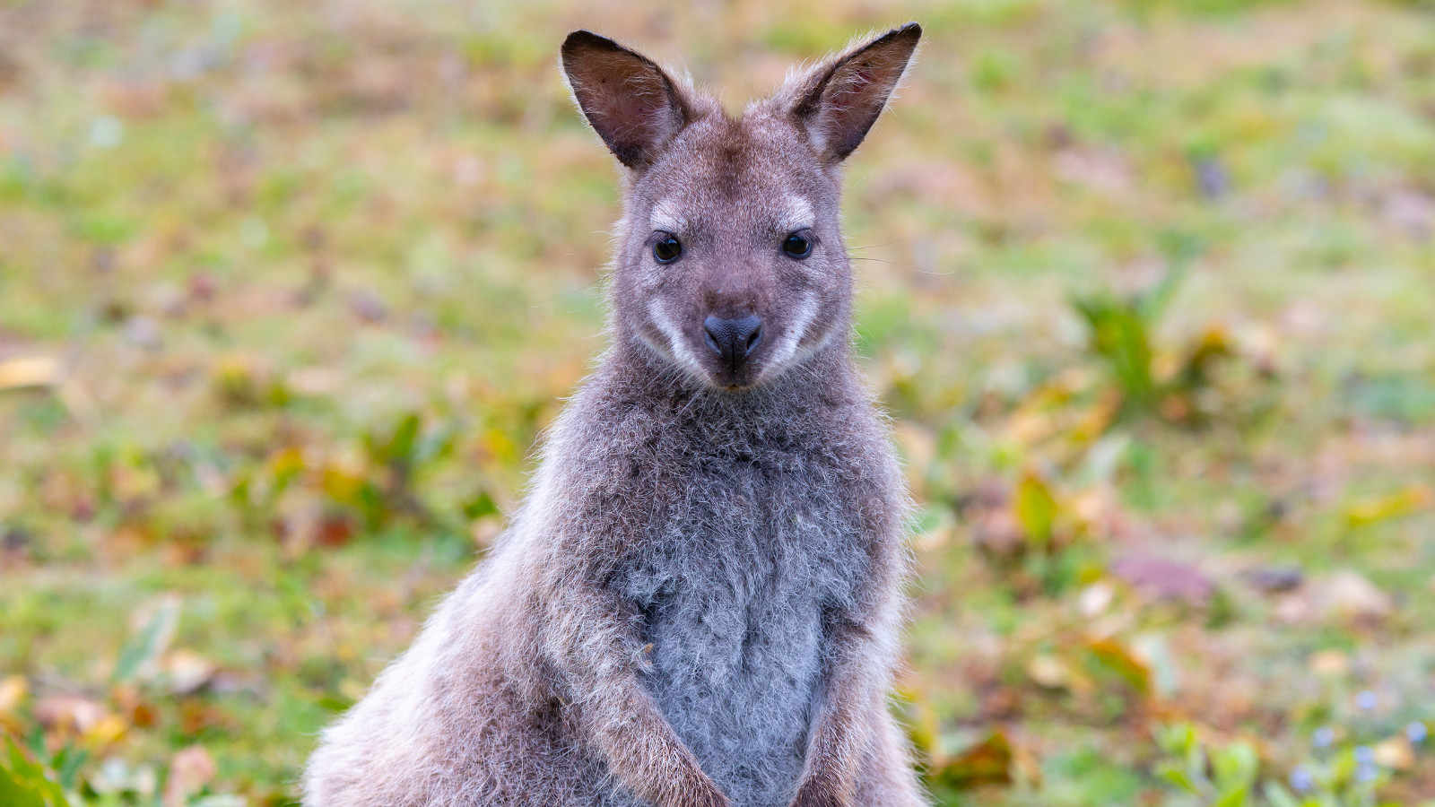 Family Friendly Friendly Holidays in Australia